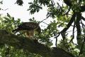bdBuizerd 3